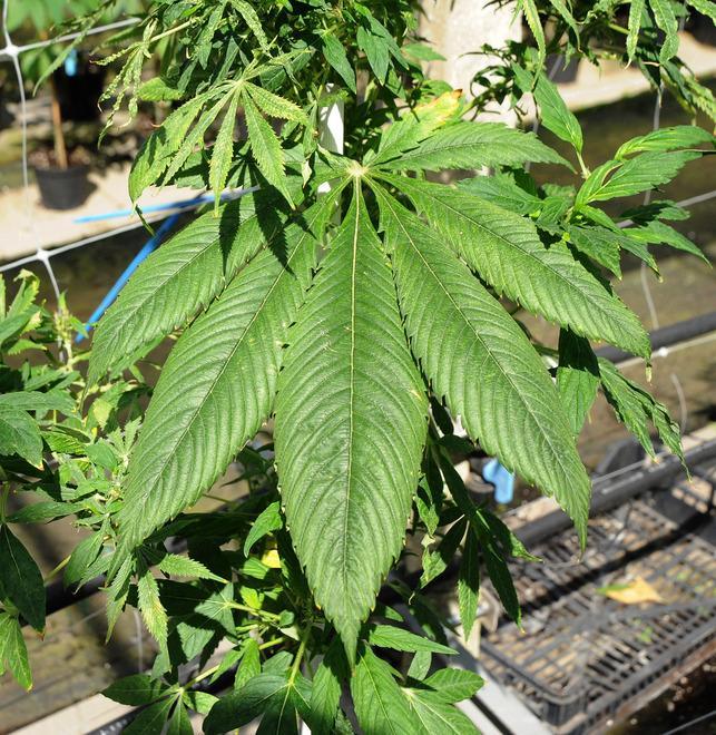 Alghero, coltiva cannabis nel giardino dove lavora: arrestato 