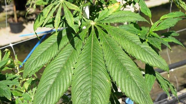 Alghero, coltiva cannabis nel giardino dove lavora: arrestato 
