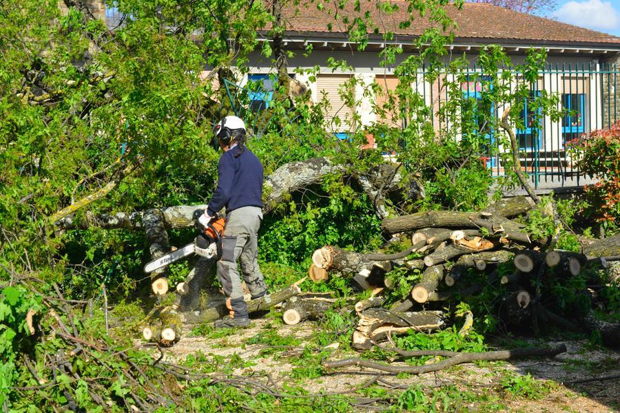 Firenze, crolla un albero nel cortile della scuola