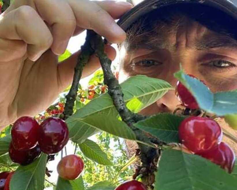 Vignola. «La raccolta delle ciliegie in arrivo Ma nei campi manca manodopera» 