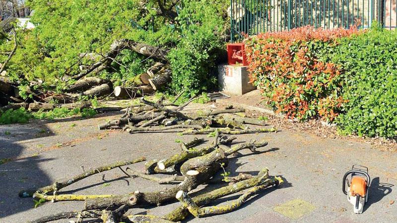Firenze, crolla un altro albero. Via al piano di monitoraggio: sotto la lente 1.500 piante