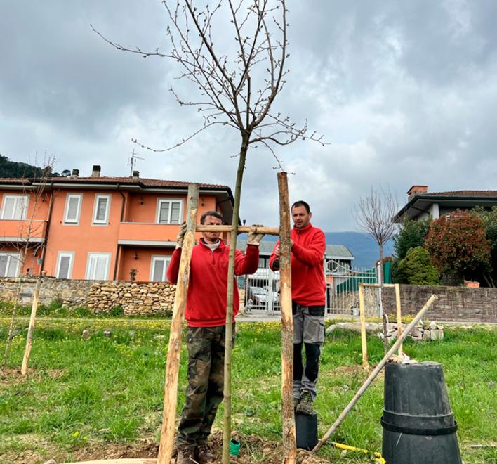 Buti, un albero per respirare meglio: messe a dimora 545 piante
