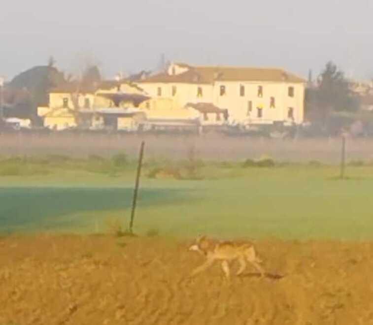 Incontro ravvicinato con il lupo a Cerreto Guidi: il racconto del faccia a faccia e l’allarme dei residenti