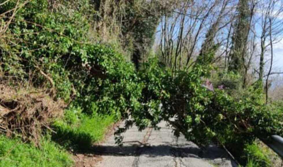 Pistoia, albero cade sulla strada: sfiorate due anziane donne