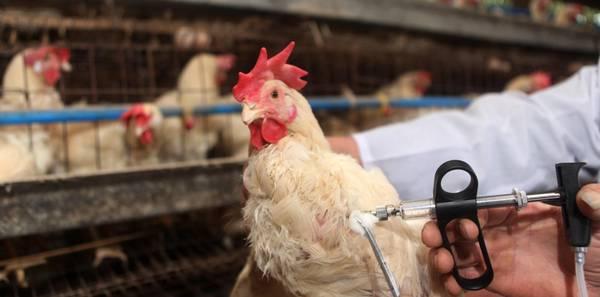 Caso di aviaria in un allevamento a Pietrasanta, scattano le restrizioni. Ecco i comuni sotto sorveglianza