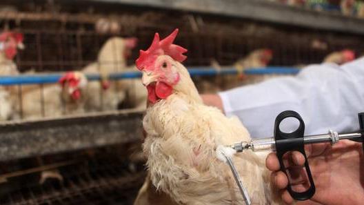 Caso di aviaria in un allevamento a Pietrasanta, scattano le restrizioni. Ecco i comuni sotto sorveglianza
