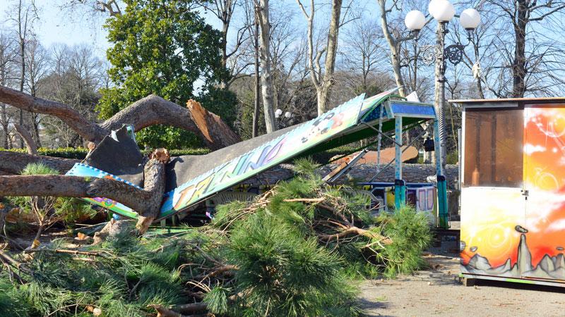 Alberi, l’allarme dell’agronomo: «Spostate la giostra dalle Cascine»