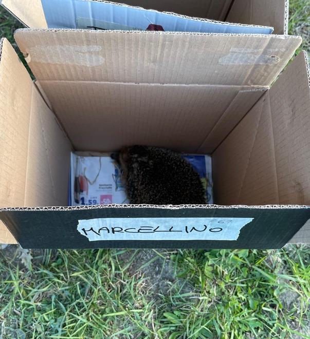 Tornano liberi venti ricci accuditi al Rifugio Matildico