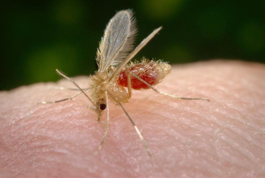 
	Il flebotomo, insetto che trasmette la leishmanios

