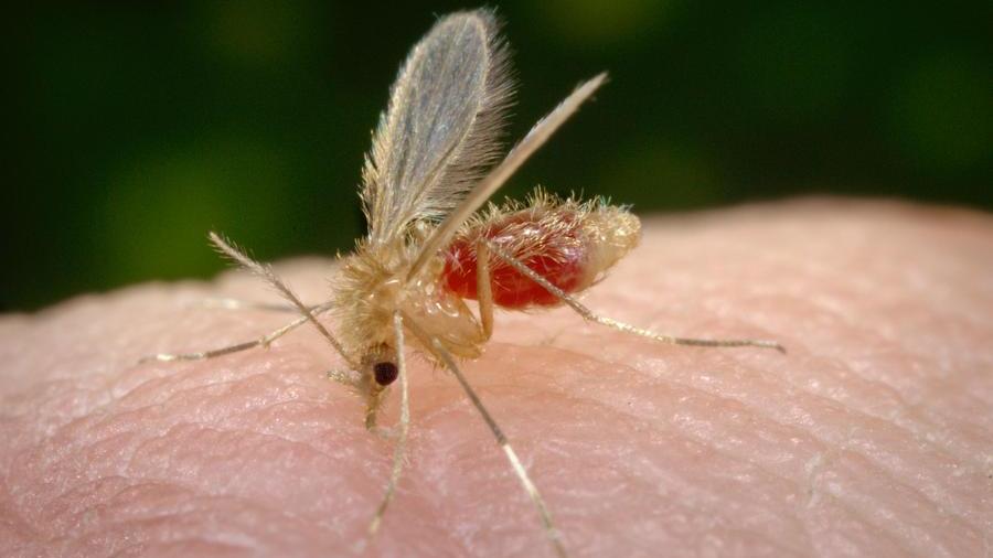 Il flebotomo, insetto che trasmette la leishmanios