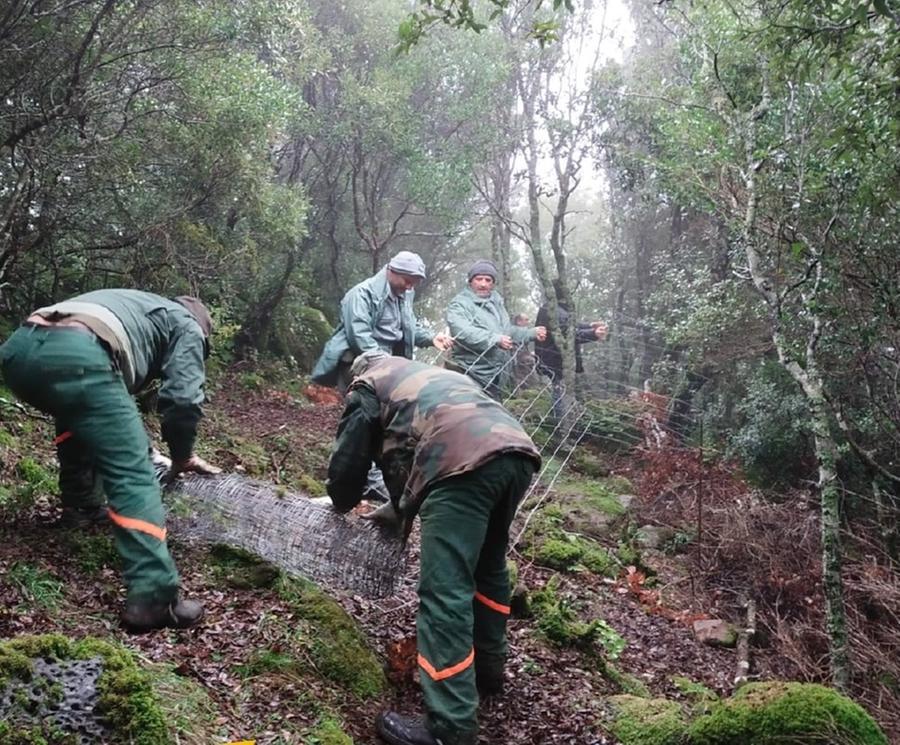 
	Gli agenti del Corpo Forestale impegnati a rimuovere le reti dei bracconieri sul Monte Arci

