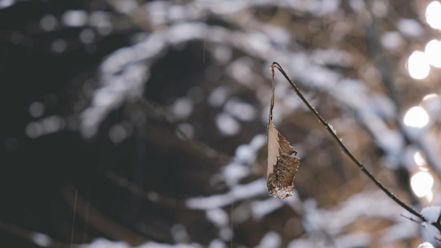 Pasqua con freddo e neve in Toscana. Agricoltura, allarme per le gelate: «Rischiamo un dramma come quello del 2021»