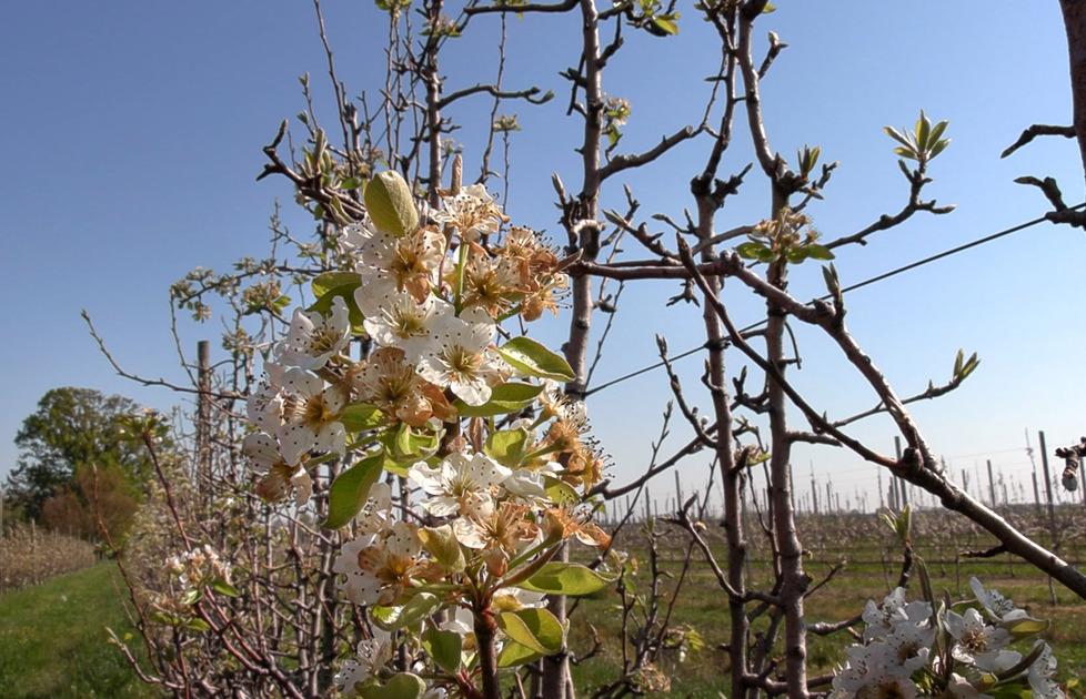 Gelate nel Modenese «Preoccupano le conseguenze anche per il Grasparossa» 