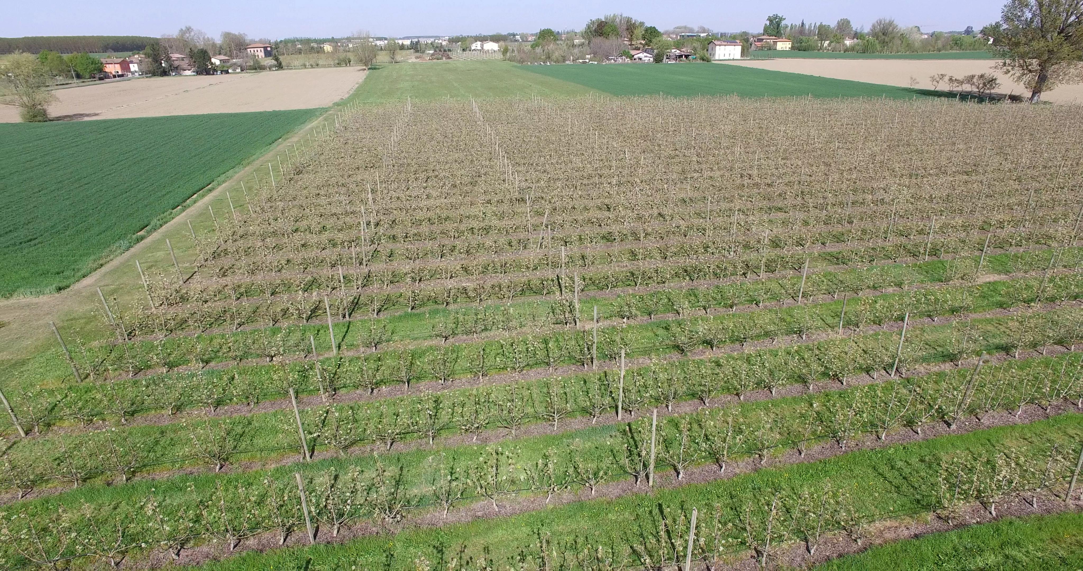 Campagne Modenesi «Il rischio di vedere quasi azzerata la produzione della frutticultura» 