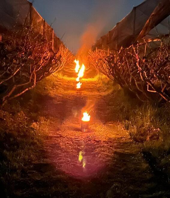 Sette ore tra filari accendendo “candele” «Così ho salvato il mio raccolto»