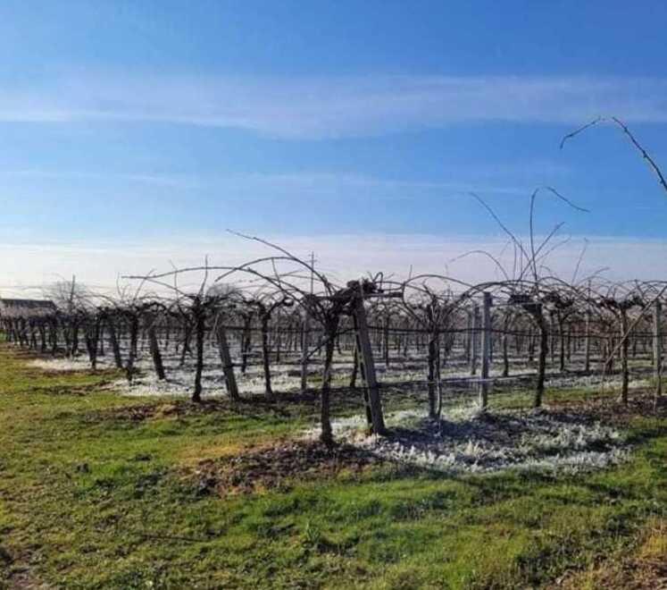 Ferrara, peschi e albicocchi sfioriti dal gelo: «Perdite di prodotto del 70-80%»