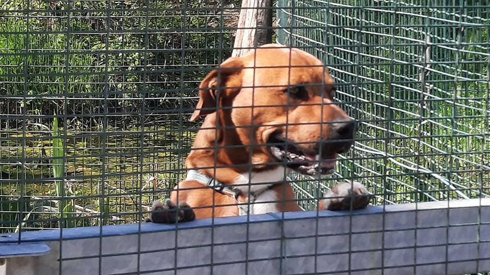 Bufera sul canile di Prato, i volontari restano al lavoro: «La priorità sono gli animali»
