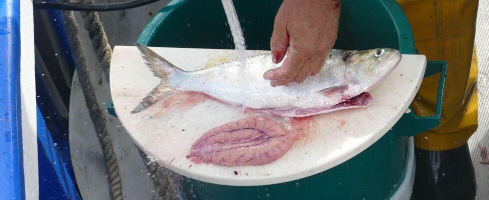 L’estrazione di una sacca ovarica da un cefalo femmina da parte dei Pescatori di Orbetello