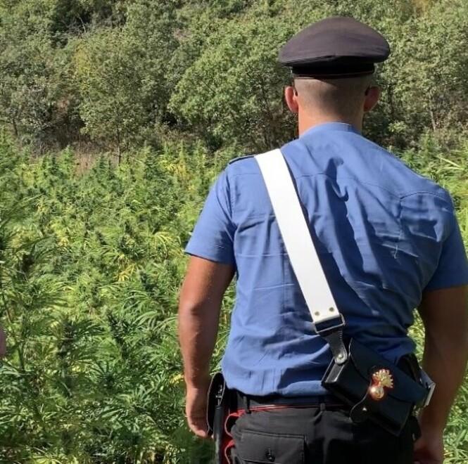 Traffico di droga in Gallura, saranno processati in quindici 