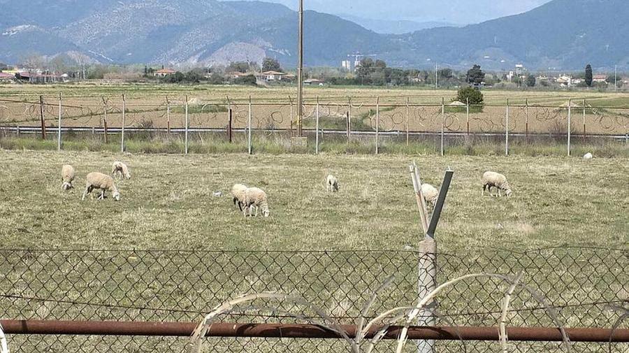 Una veduta dei terreni agricoli di Coltano (foto d'archivio)