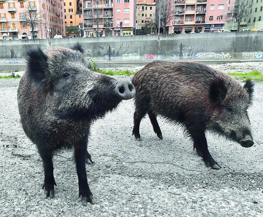 Lupi e cinghiali sempre più vicini alle nostre case, l’ardua convivenza con gli esseri umani: la situazione in Toscana