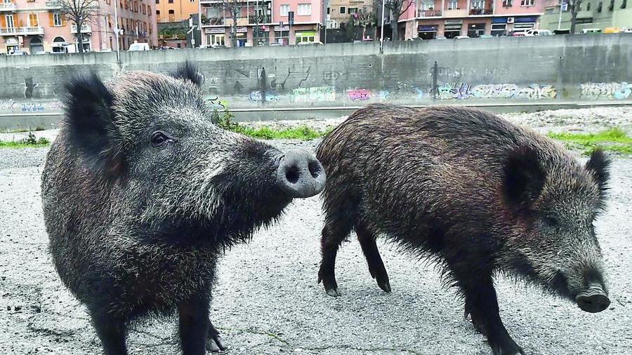 Lupi e cinghiali sempre più vicini alle nostre case, l’ardua convivenza con gli esseri umani: la situazione in Toscana