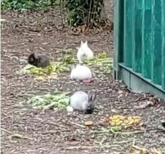 Modena. I coniglietti del parco XXII Aprile «C’è chi vorrebbe sopprimerli»