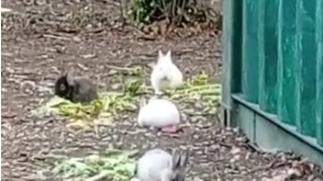 Modena. I coniglietti del parco XXII Aprile «C’è chi vorrebbe sopprimerli»