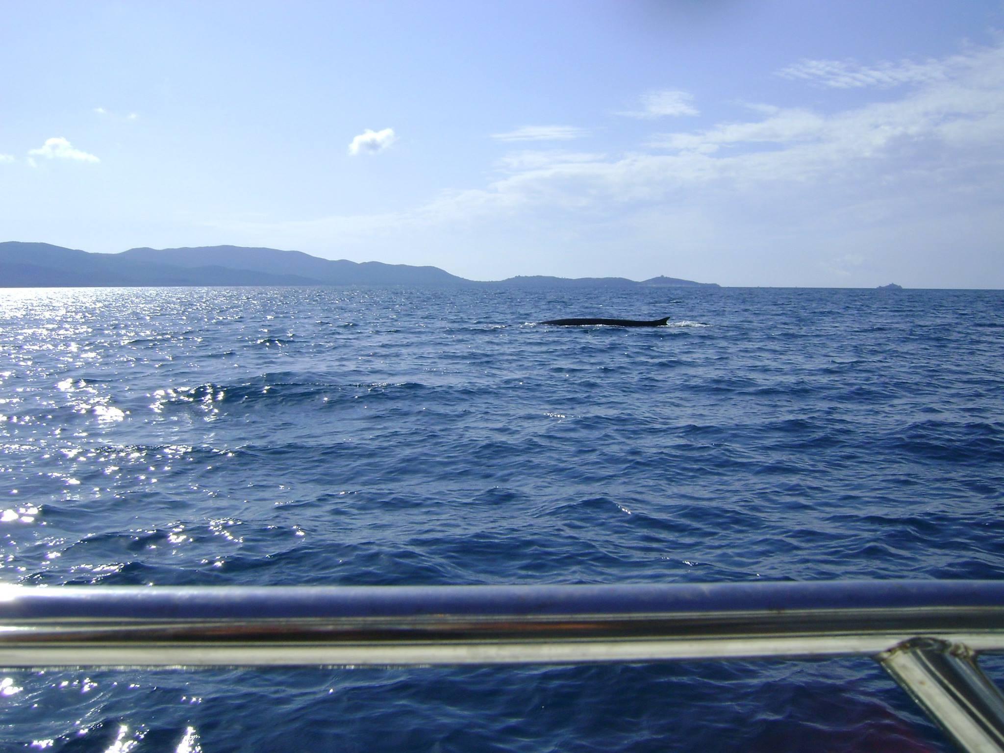 Una balenottera a Cala Civette 