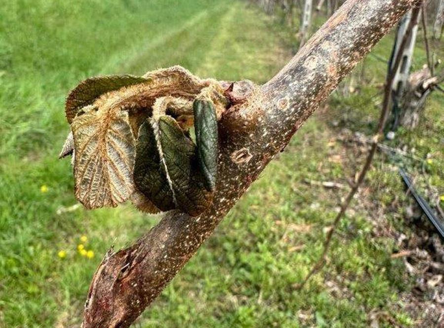 La gelata brucia i germogli di pesche e Kiwi: via alla mappatura dei danni in Toscana