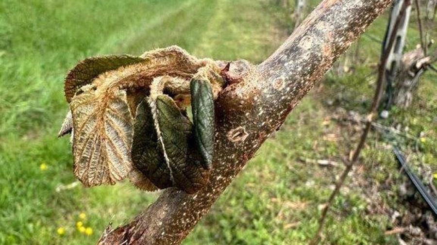 La gelata brucia i germogli di pesche e Kiwi: via alla mappatura dei danni in Toscana