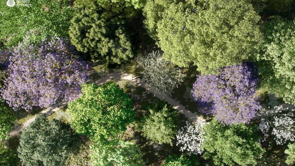 A Tobbiana un bosco con 150 alberi