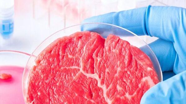 Carne sintetica, la parola all’esperta: «Non sostituisce gli allevamenti»