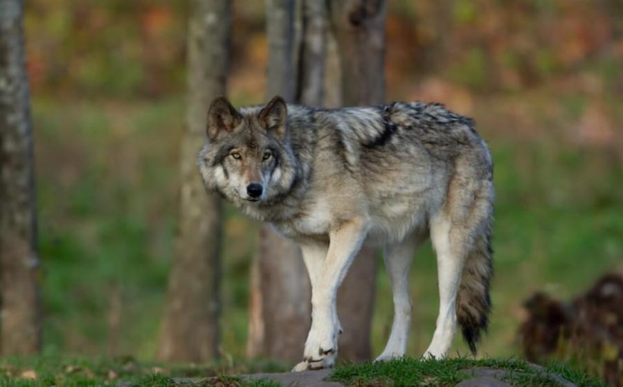 Porcari, il sindaco: «Donna morsa da un lupo in paese mentre passeggiava con il cane»