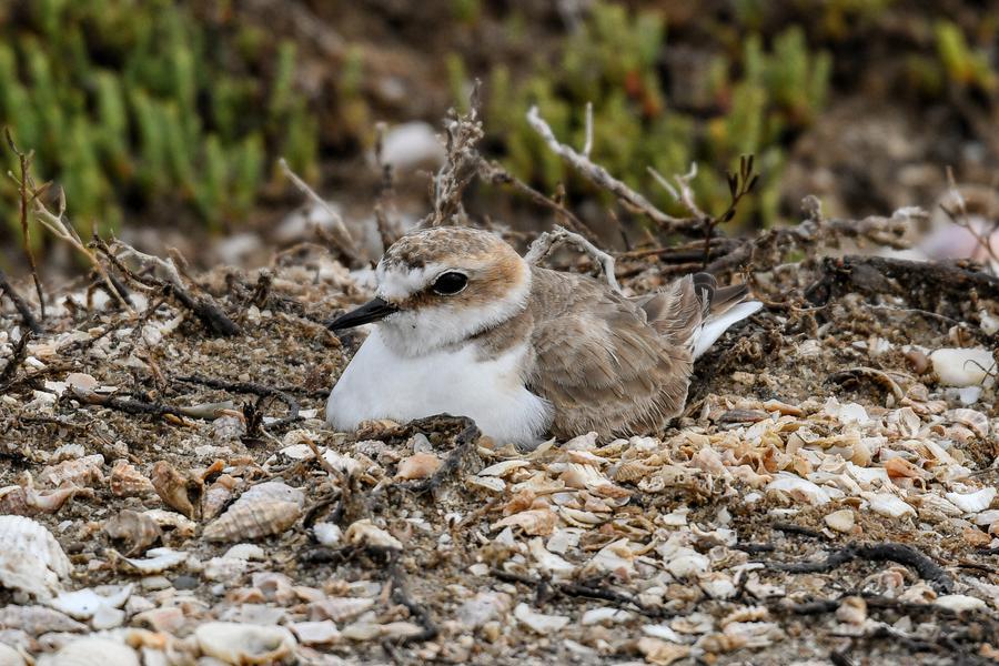 
	Un esemplare di fratino, uccello che nidifica nella zona del Sinis

