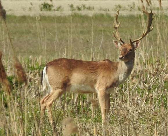 Comacchio, sei incidenti nel fine settimana, aAncora coinvolti daini e caprioli
