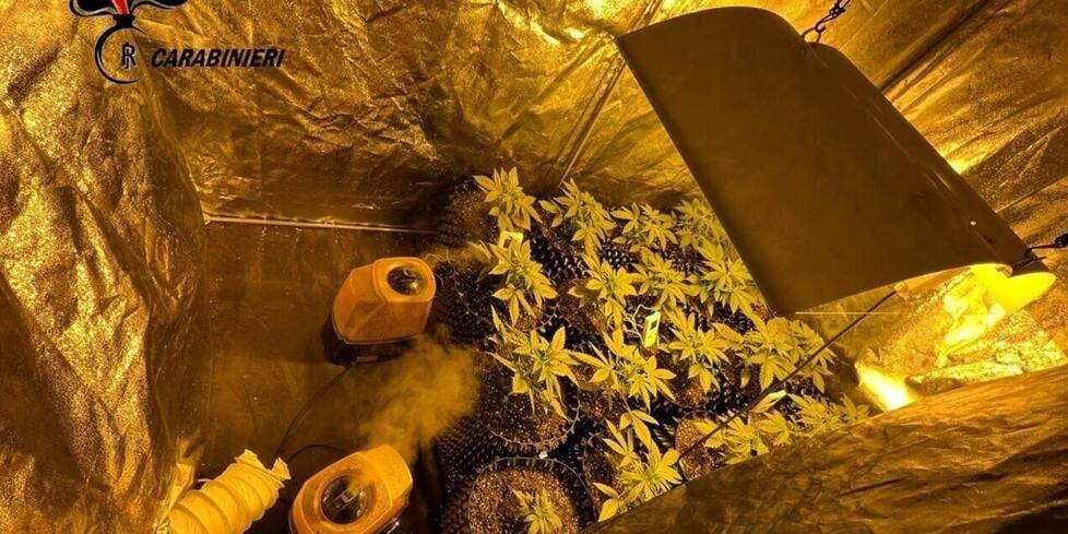 In casa aveva una serra con 51 piantine di marijuana: condannato 43enne di Campiglia
