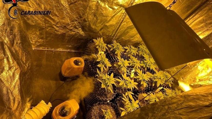 In casa aveva una serra con 51 piantine di marijuana: condannato 43enne di Campiglia