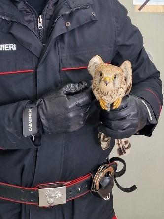 Orani, i carabinieri salvano un gheppio che rischiava di essere investito sulla 387bis