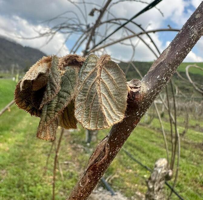 Agricoltori toscani ko per il gelo di Pasqua: vigneti e frutteti con resa decimata