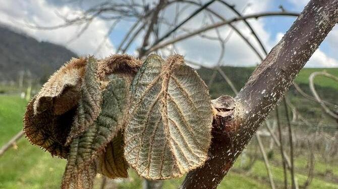 Agricoltori toscani ko per il gelo di Pasqua: vigneti e frutteti con resa decimata