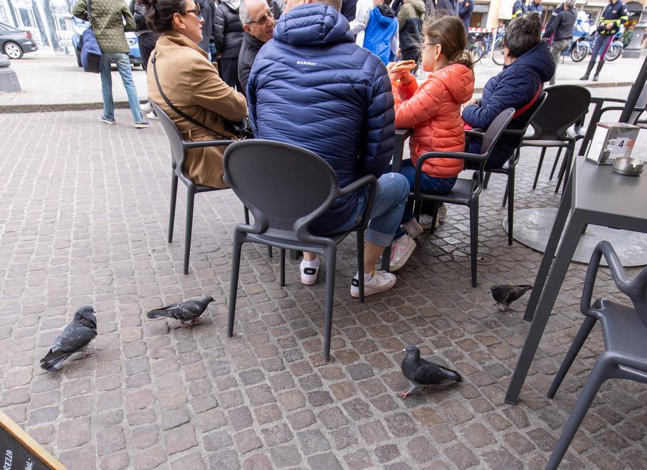Ferrara, piccioni “invasivi” in centro: il Comune vuole usare i falchi