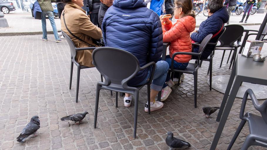 Ferrara, piccioni “invasivi” in centro: il Comune vuole usare i falchi
