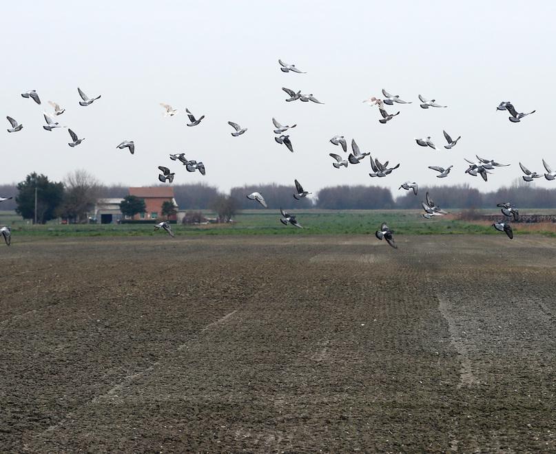 La linea dura di Vigarano: «Sparare a quegli uccelli»