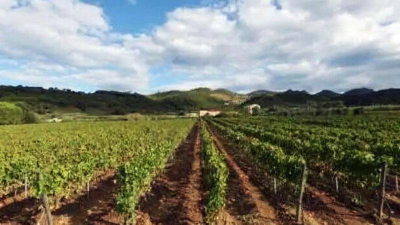 Elba, la grandine rovina i vigneti