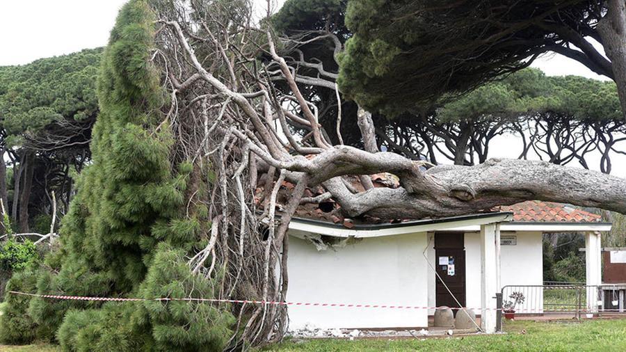 Pino sradicato dal vento a Baratti frana sopra i bagni pubblici: spiaggia e pineta senza servizi igienici – Video