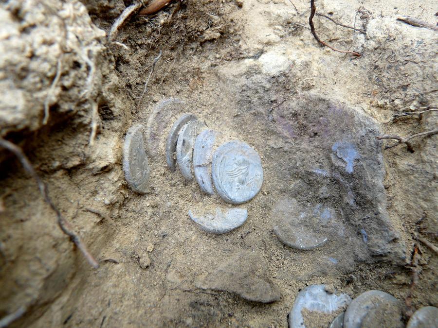 Livorno, 175 monete romane di duemila anni fa trovate nel bosco: ora saranno esposte al Museo