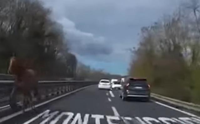 Paura per un cavallo “contromano” sull’autostrada Siena-Firenze