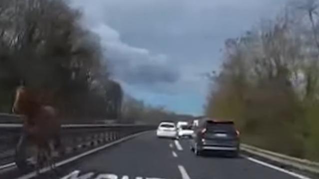 Paura per un cavallo “contromano” sull’autostrada Siena-Firenze
