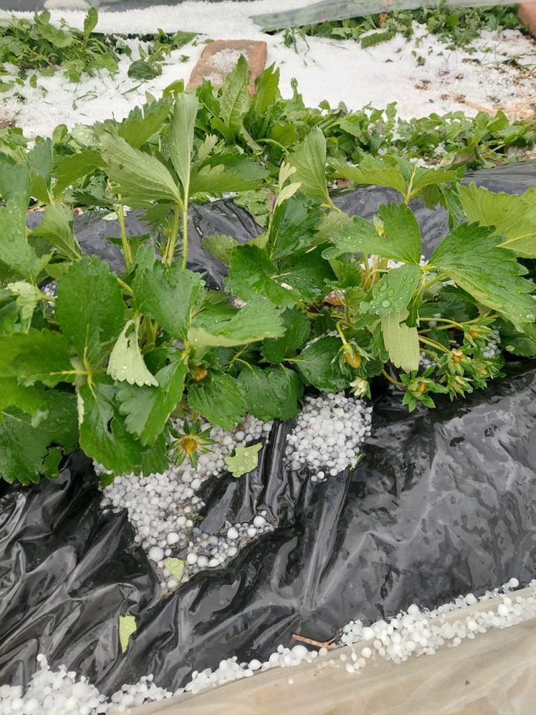 Danni nella campagne della Bassa per la grandinata di giovedì